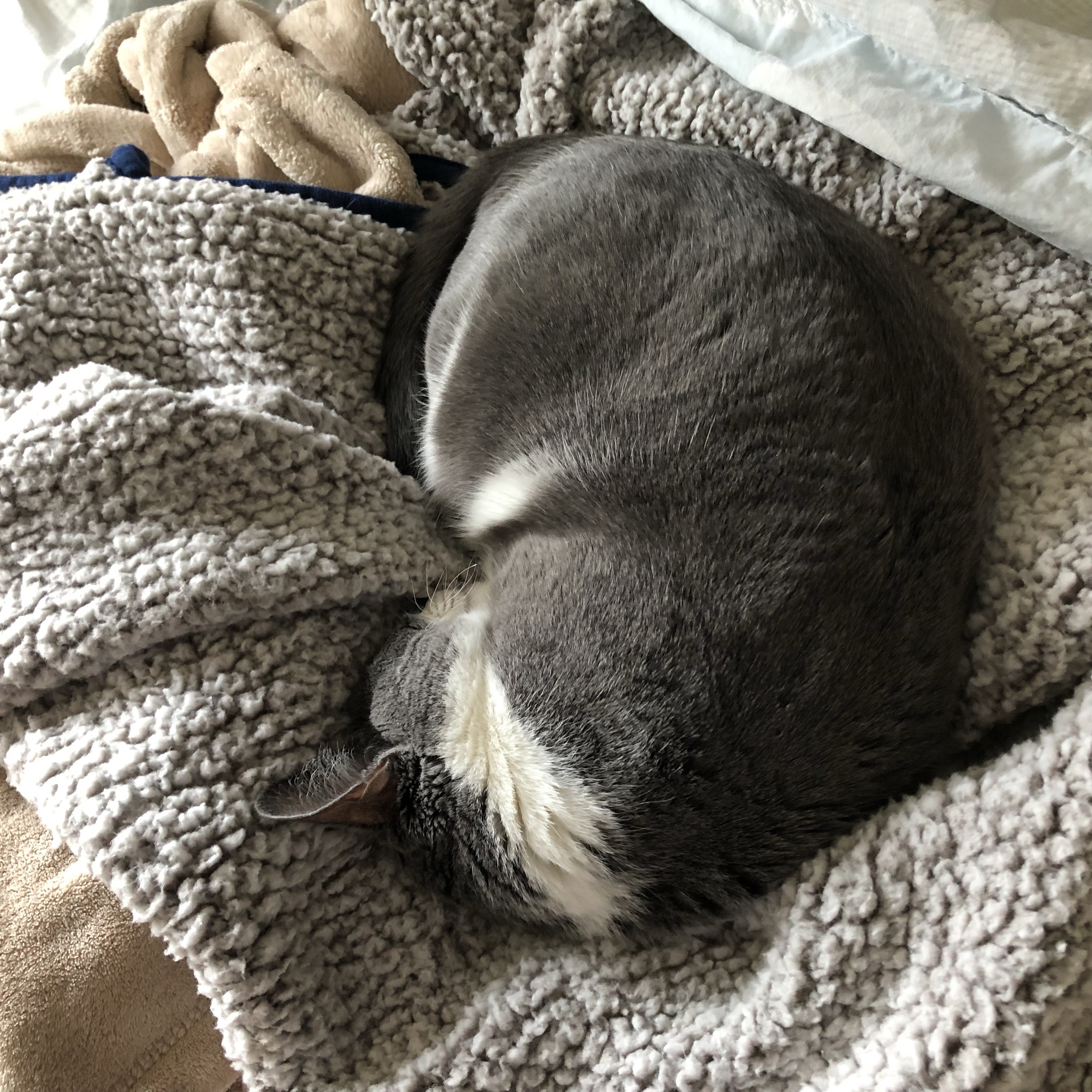 jellybean curled up sleeping