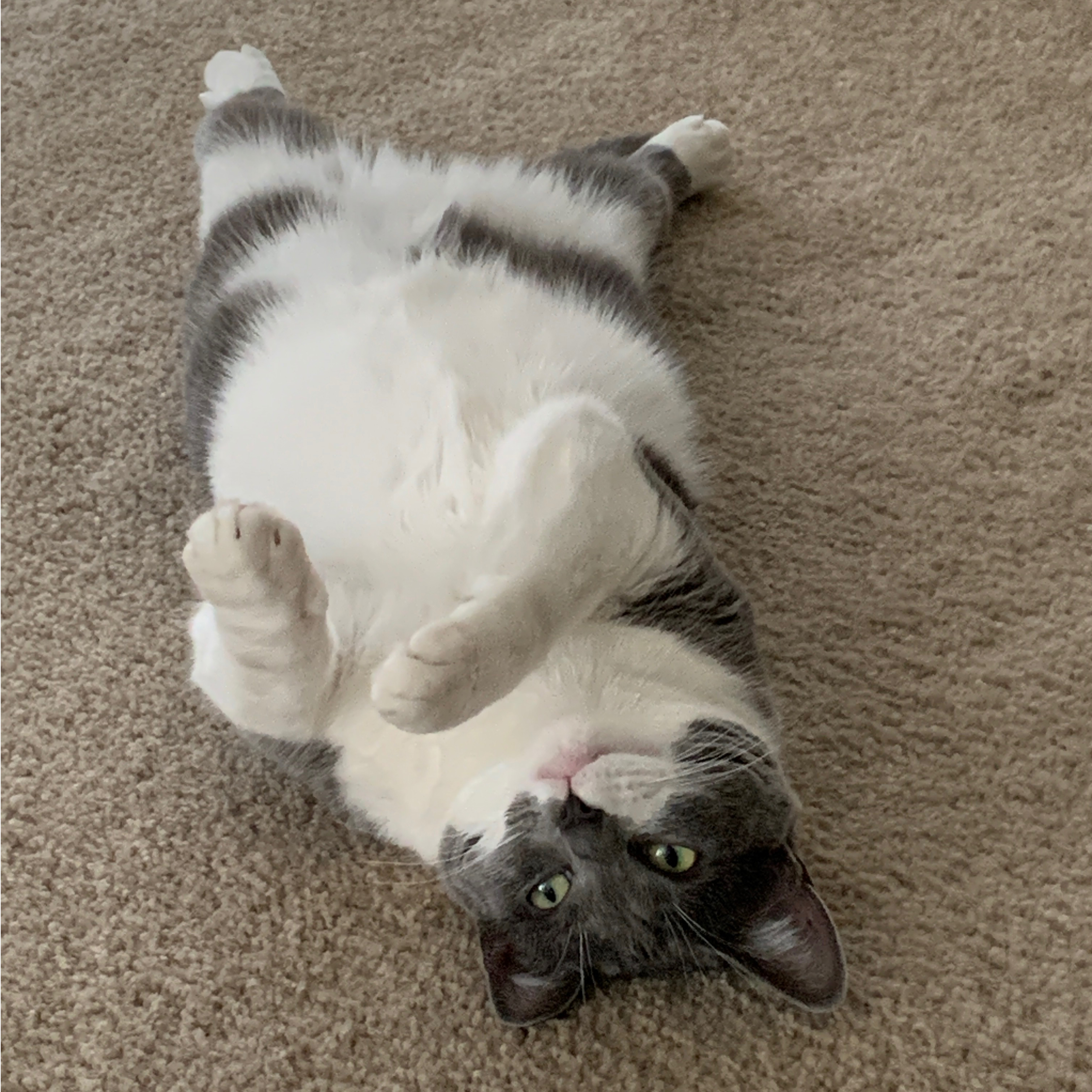 jellybean on her belly looking at camera