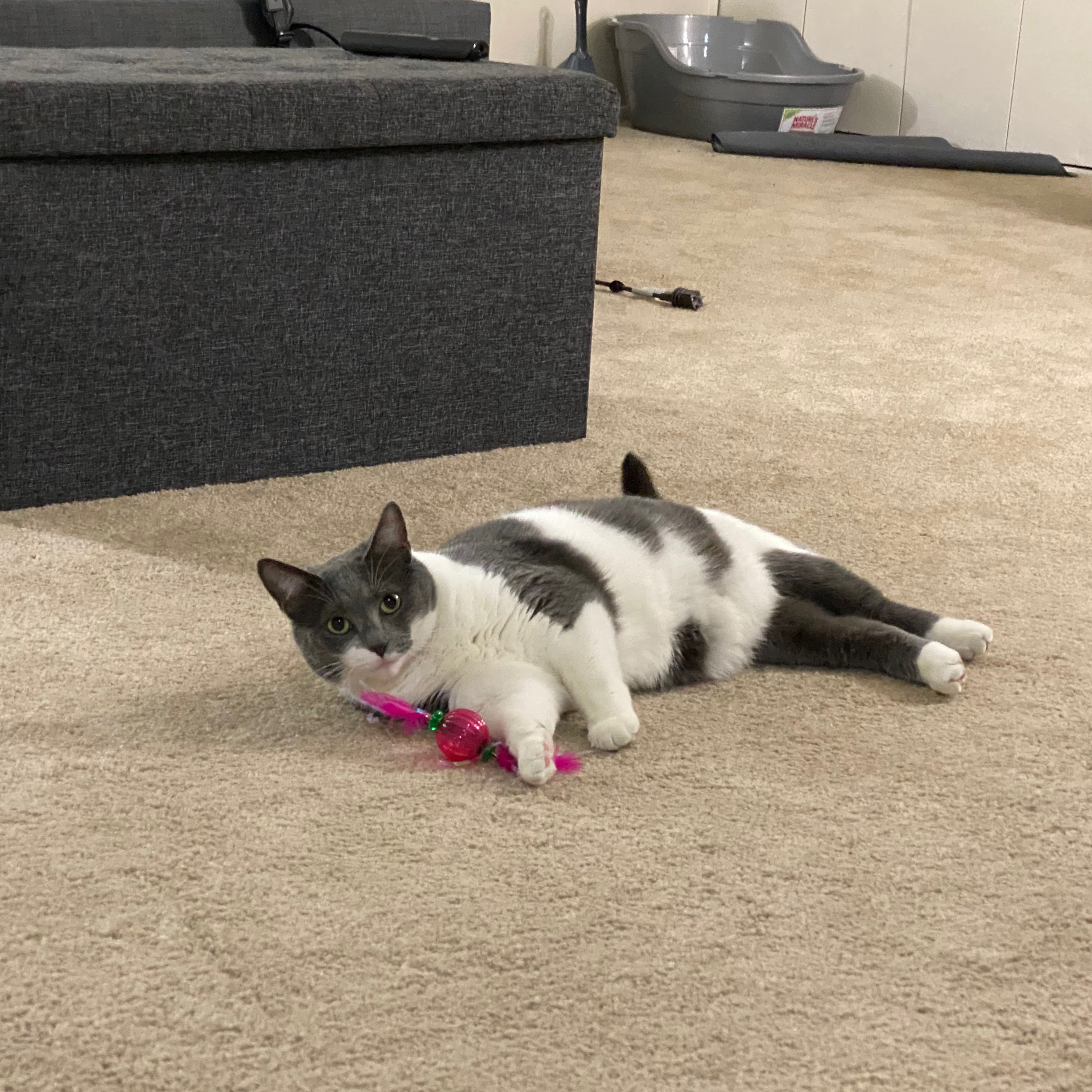 jellybean with toy looking at camera