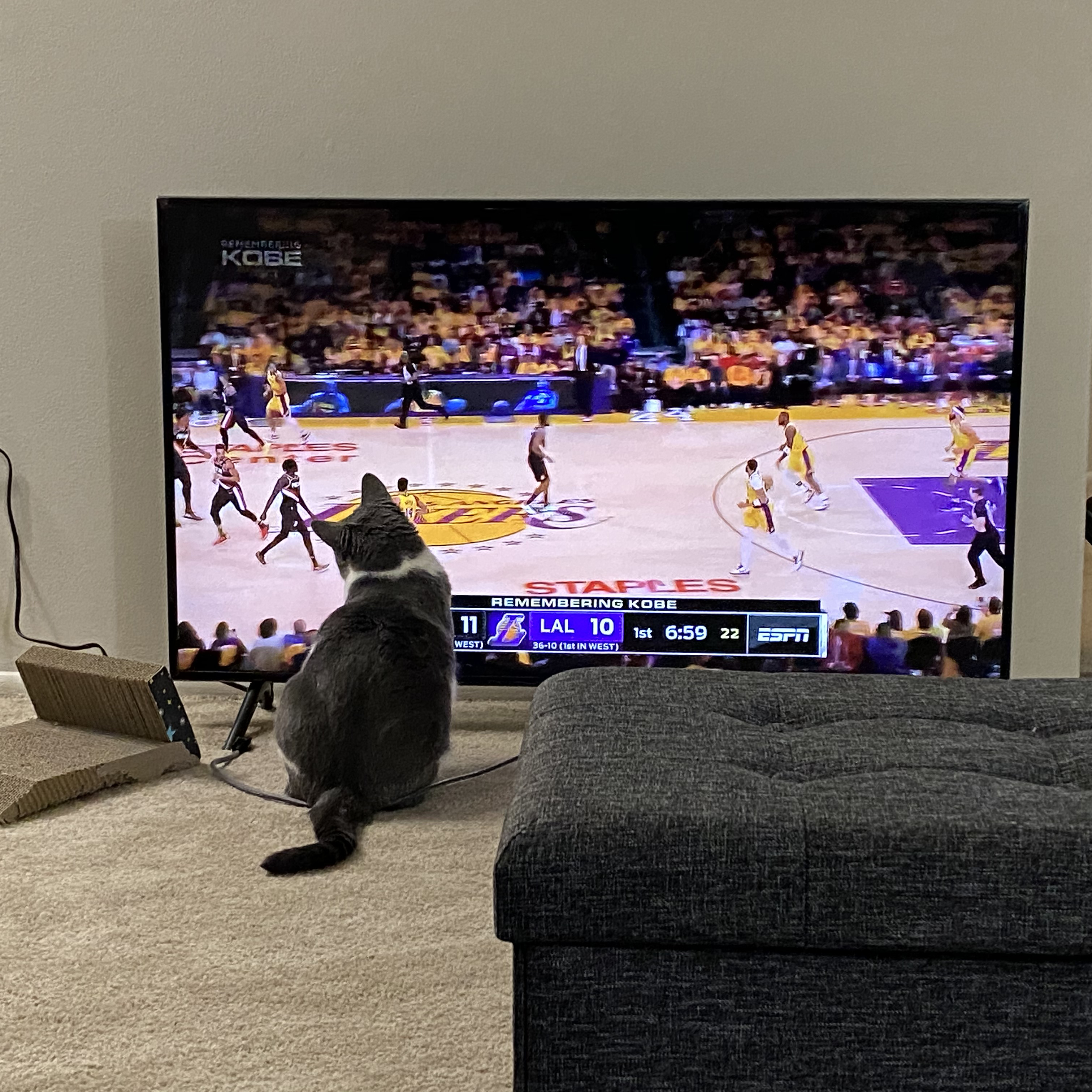 jellybean watching tv
