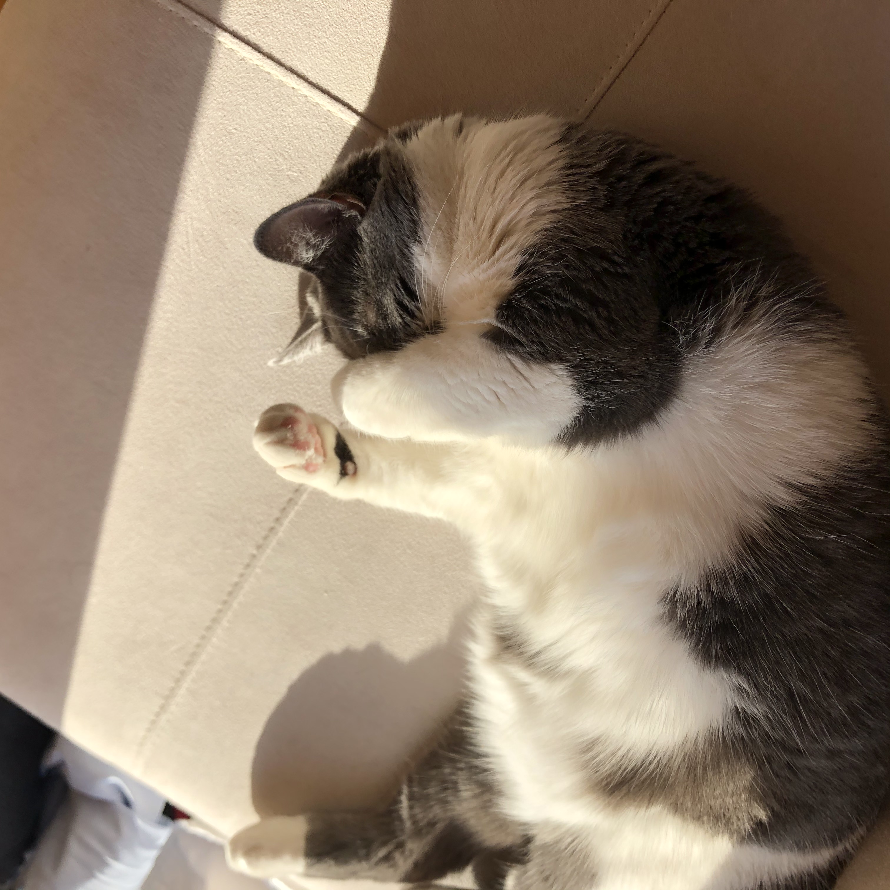 jellybean sleeping covering her eyes