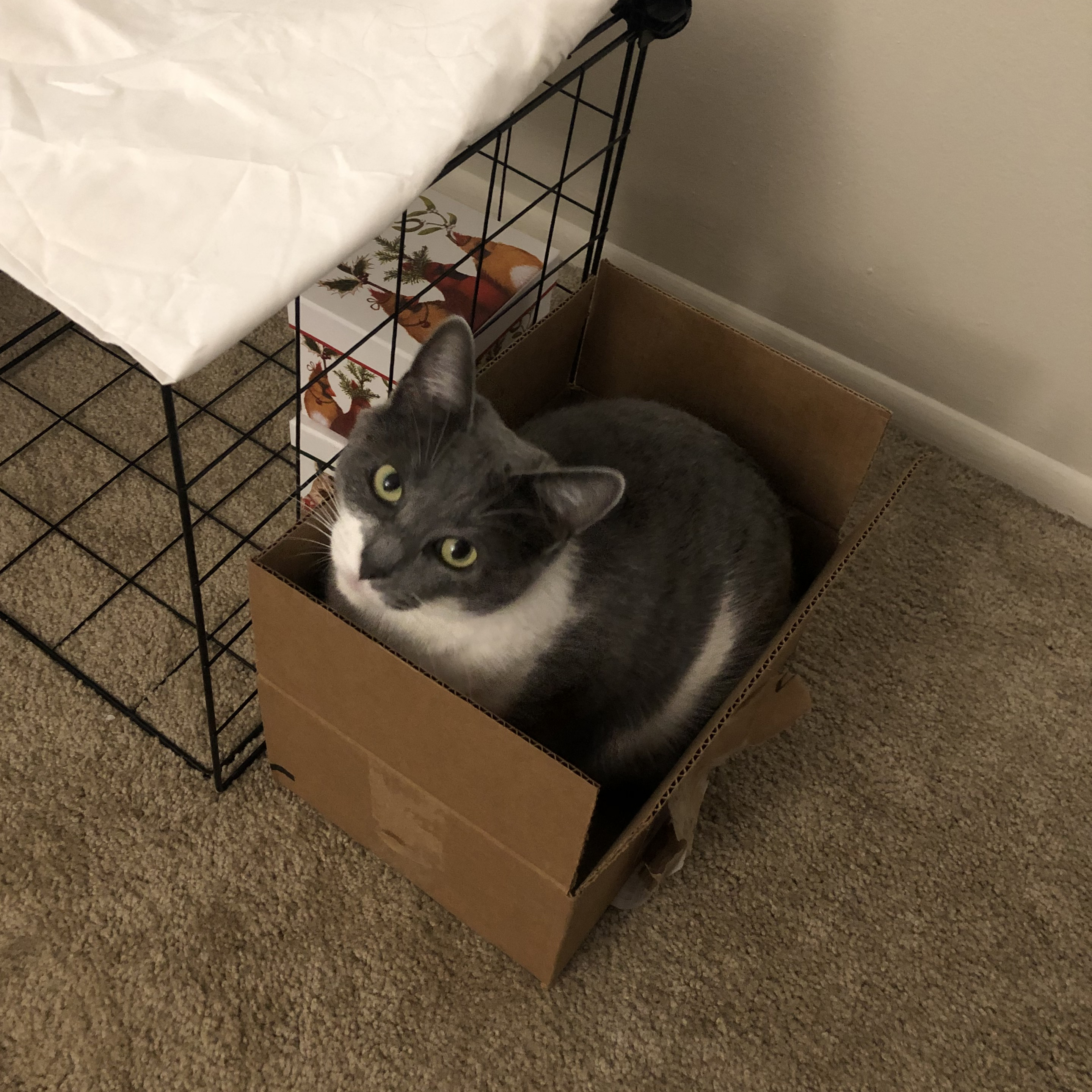 jellybean in an open box