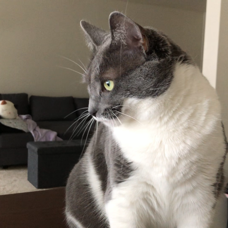 jellybean looking to the side