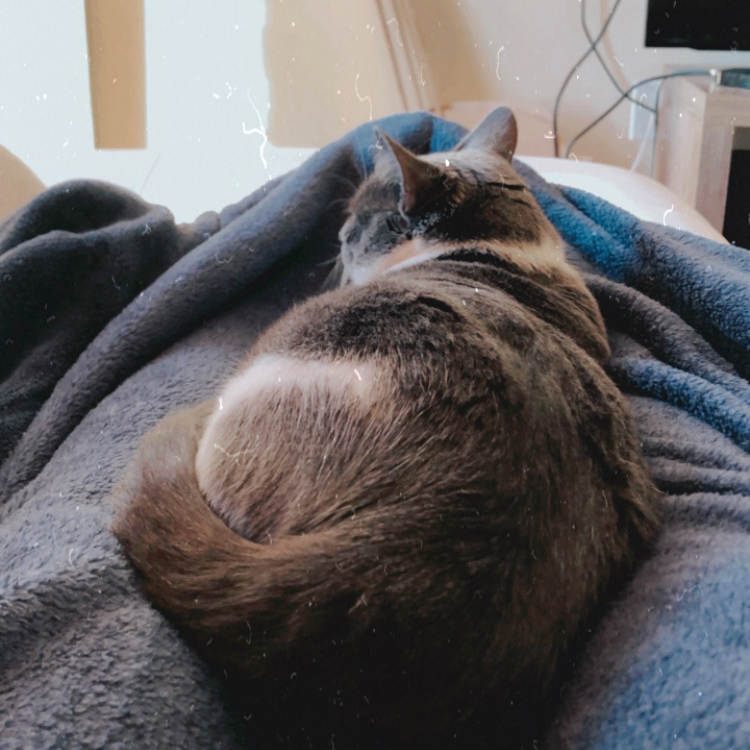 jellybean sitting on person's lap